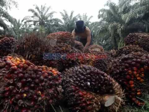 Satgas PKH Diduga Rebut Ratusan Ribu Hektare Kebun Sawit Petani