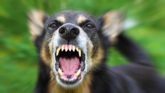 Tragis! Anak WNI 6 Tahun Meninggal Akibat Rabies di Malaysia