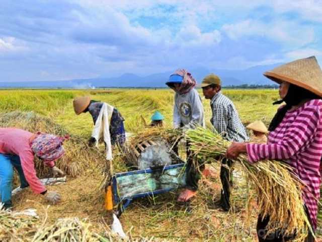 Indonesia Nol Impor Beras 2025: Swasembada Tercapai Jauh Lebih Cepat