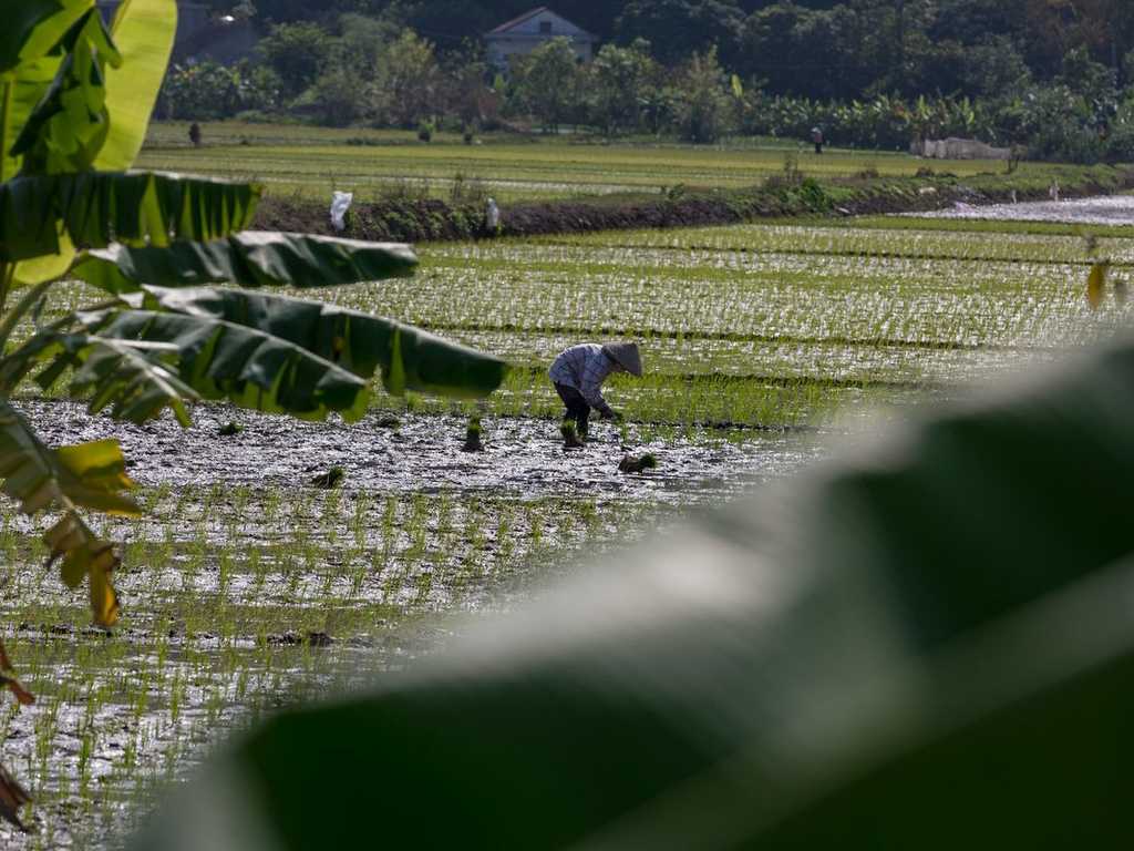 Pemerintah Pastikan Kompensasi Petani Akibat Kebocoran Pipa Minyak Vale