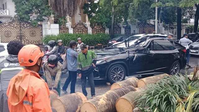 Cegah Pohon Tumbang, DKI Jakarta Pasang Penyangga di 5.000 Pohon Berisiko
