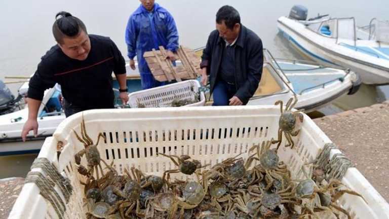 Petani Kepiting Berbulu Yangcheng Hadapi Ancaman Iklim, Panen Terancam Gagal