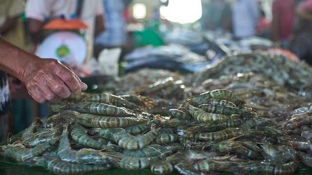Udang Indonesia dipulangkan dari AS, dipastikan tidak terkontaminasi radioaktif