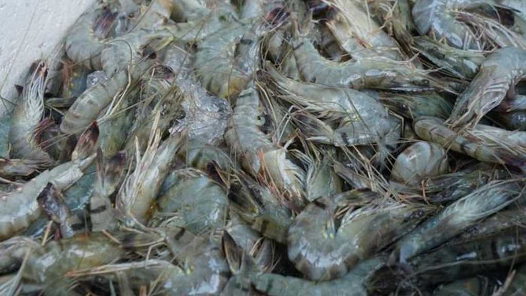 Rantai Distribusi Udang RI Lumpuh Total, Petambak Minta Tolong Prabowo