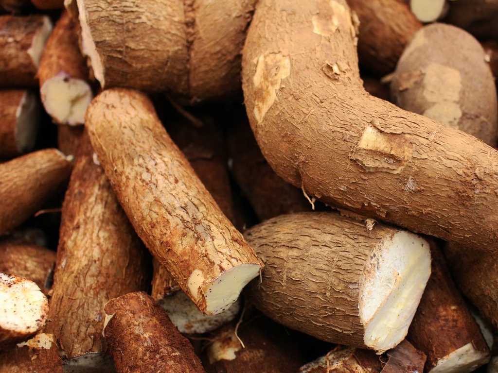 Pemerintah resmi batasi impor singkong dan etanol dengan dua aturan baru
