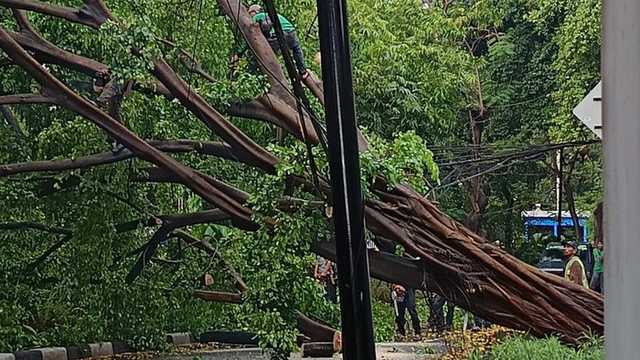 Pohon Beringin Raksasa Tumbang di Menteng, Jalan Prof. Yamin Lumpuh