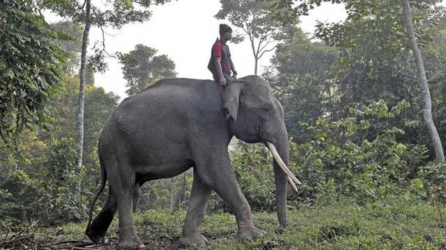 Wamenhut: Negara Tak Akan Biarkan Habitat Gajah Sumatra Rusak Aktivitas Ilegal