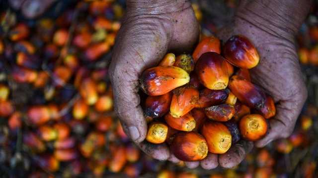 B50 Biodiesel: Pemerintah Targetkan Implementasi Mulai Semester II-2026