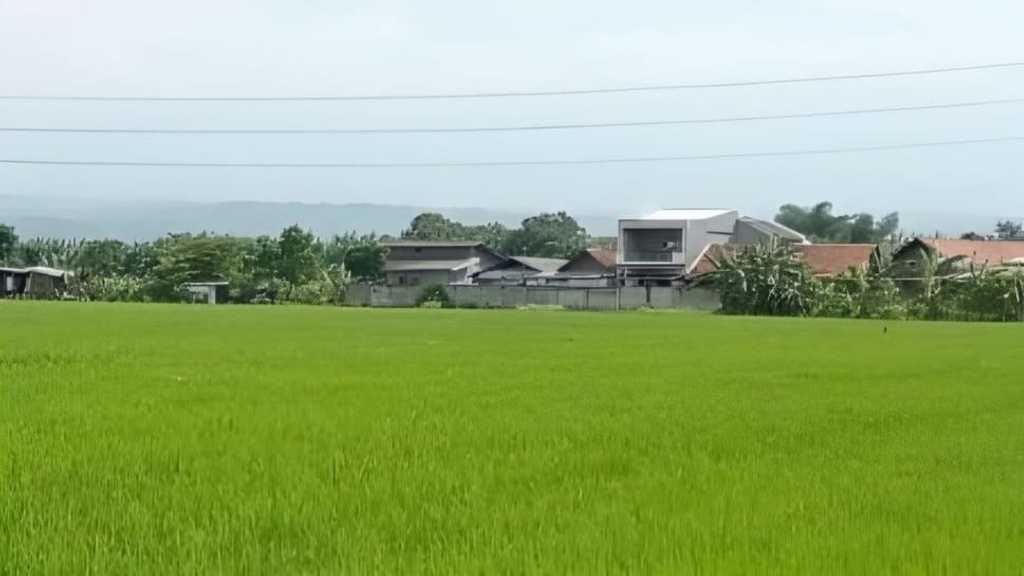 Kota Cirebon hadapi krisis pangan, lahan pertanian menyusut drastis