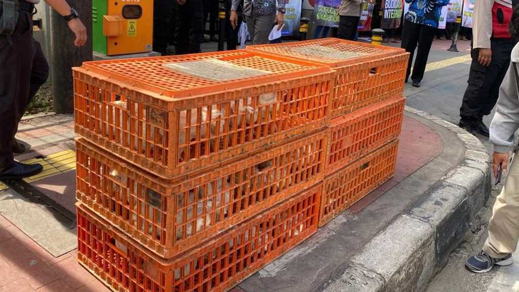 Peternak Ayam Siap Demo di Istana, Tuntut Tata Niaga Adil