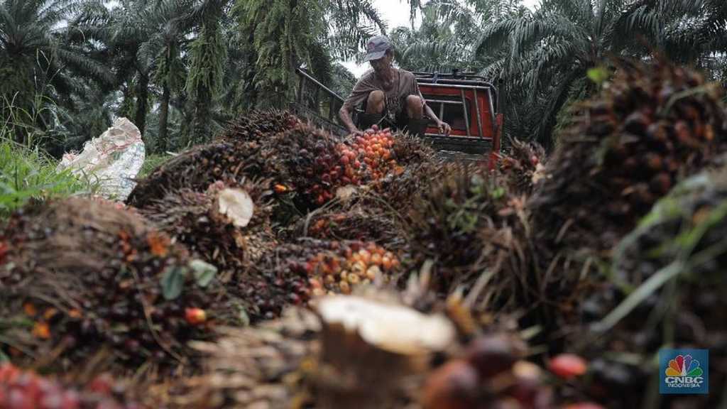 BEI Surati 19 Emiten Sawit: 10 Perusahaan Akui Lahan di Kawasan Hutan