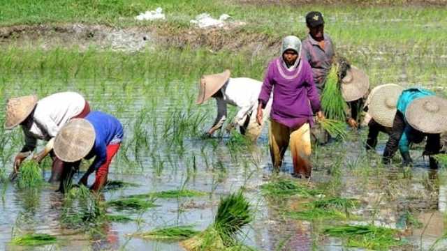 PT BGN luncurkan Agripreneur, cetak wirausahawan pertanian digital