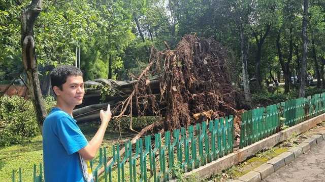 Tragedi Dharmawangsa: Gubernur DKI Ungkap Penyebab Pohon Tumbang Tewaskan Pengemudi