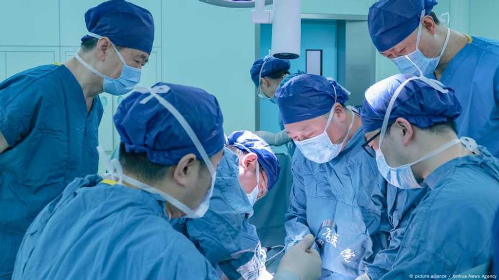 Cina Gegerkan Dunia! Paru Babi Berfungsi 9 Hari di Tubuh Manusia Mati Otak