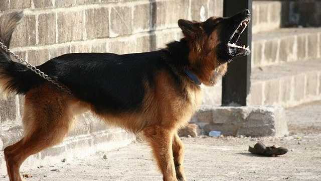 Belasan Pendaki Gunung Batukaru Digigit Anjing Diduga Rabies