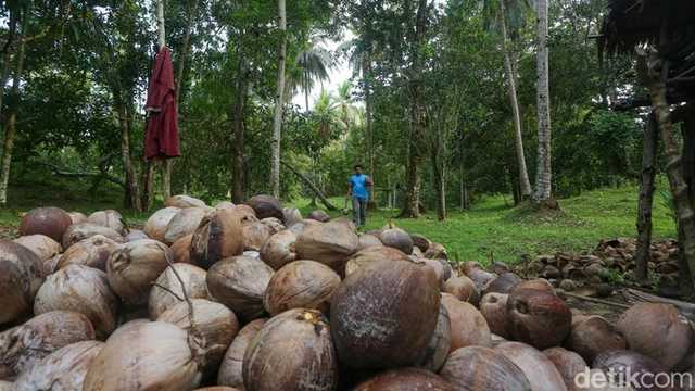 Mentan: Harga Kelapa Meroket 500%, Target Rp 6.000 Lewat Hilirisasi
