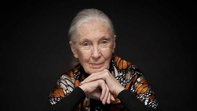 Netflix Rilis Wawancara Terakhir Jane Goodall, Ungkap Warisan Hidupnya