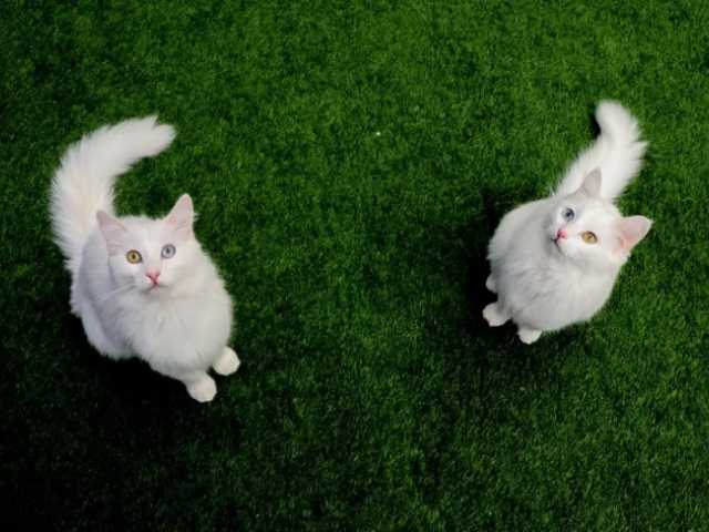 Cerai di Turki: Pria Wajib Biayai Kucing Mantan Istri Rp3,9 Juta