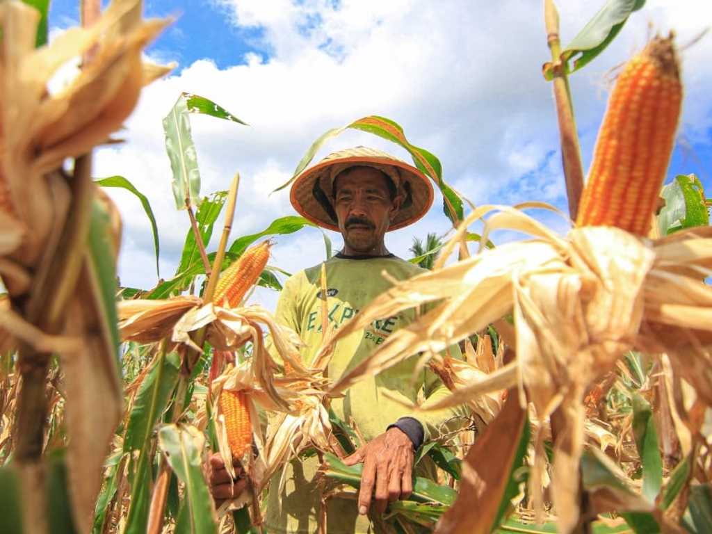Peternak Unggas Desak Pemerintah Segera Kucurkan 52.400 Ton Jagung Subsidi