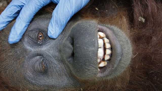 Laporan Ungkap: Kayu Deforestasi Kalimantan Ancam Orangutan, Masuk Pasar Eropa