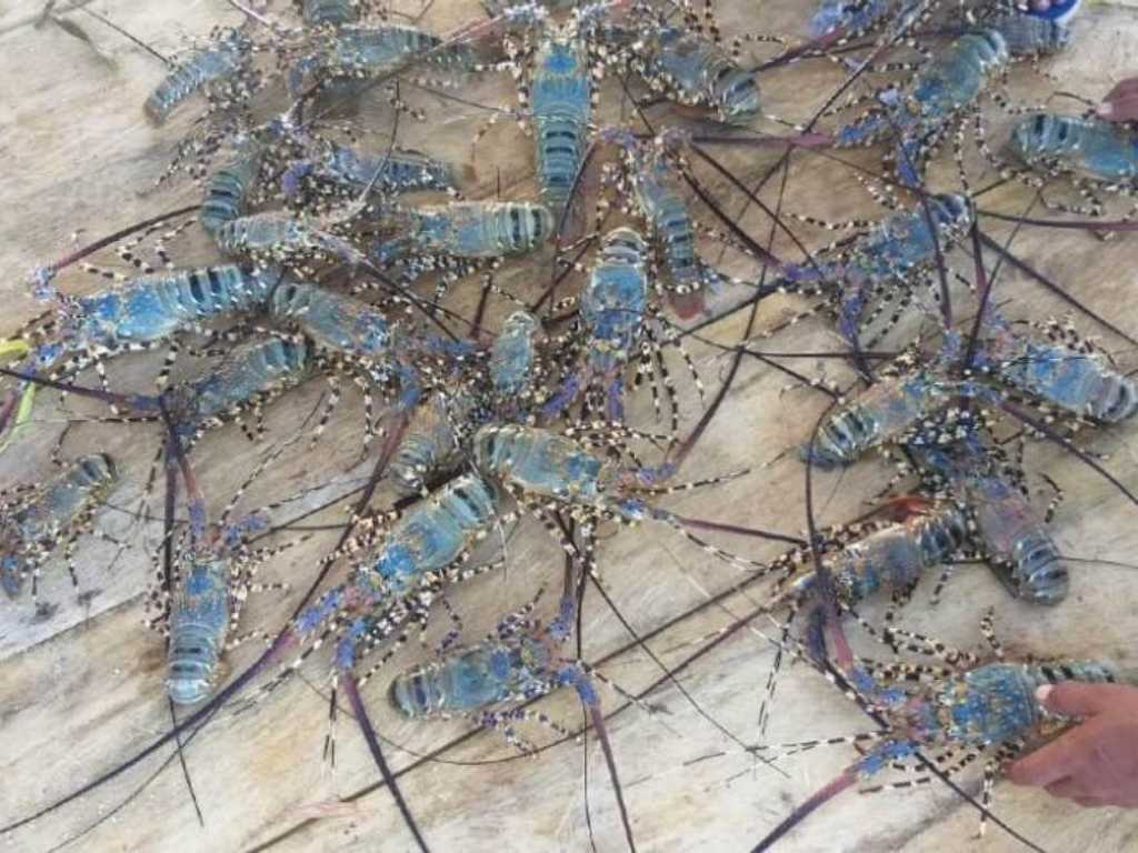 KKP berlakukan moratorium ekspor benih lobster akibat praktik ilegal