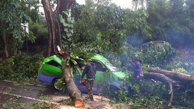 Angkot di Bogor Rusak Parah Tertimpa Pohon Tumbang, Sopir Selamat