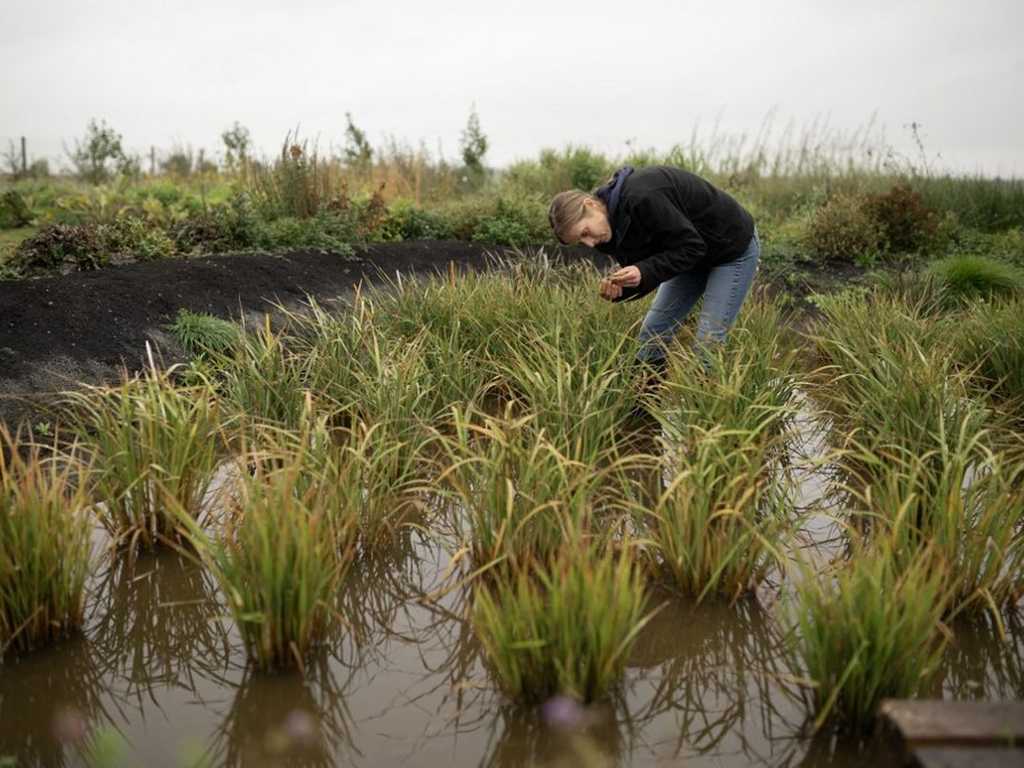 Pemanasan Global: Padi Tumbuh di Inggris, Ubah Wajah Pertanian