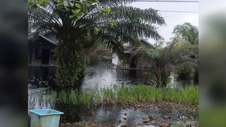 BKSDA Sampit ingatkan warga waspada teror buaya saat banjir