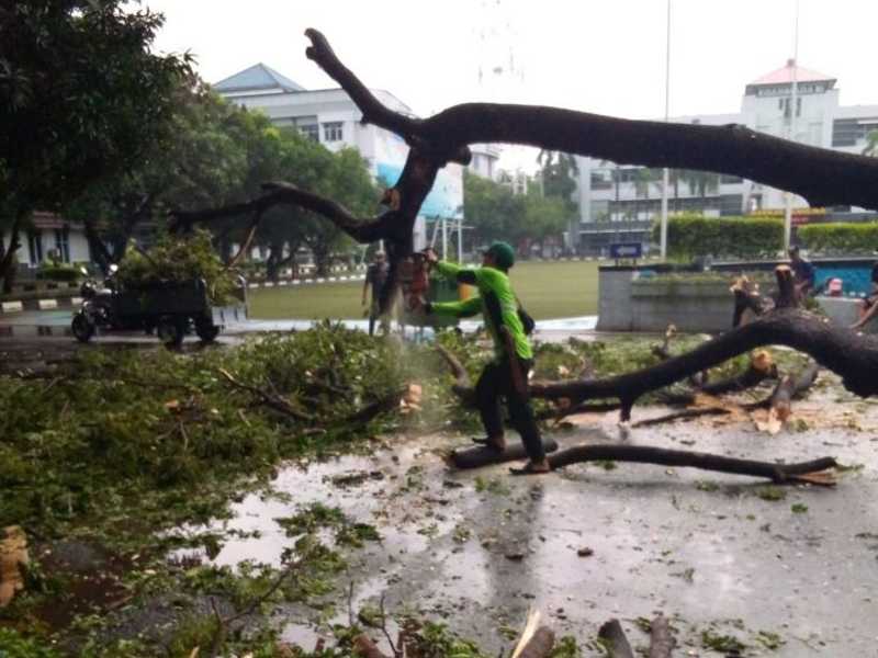 Search image article