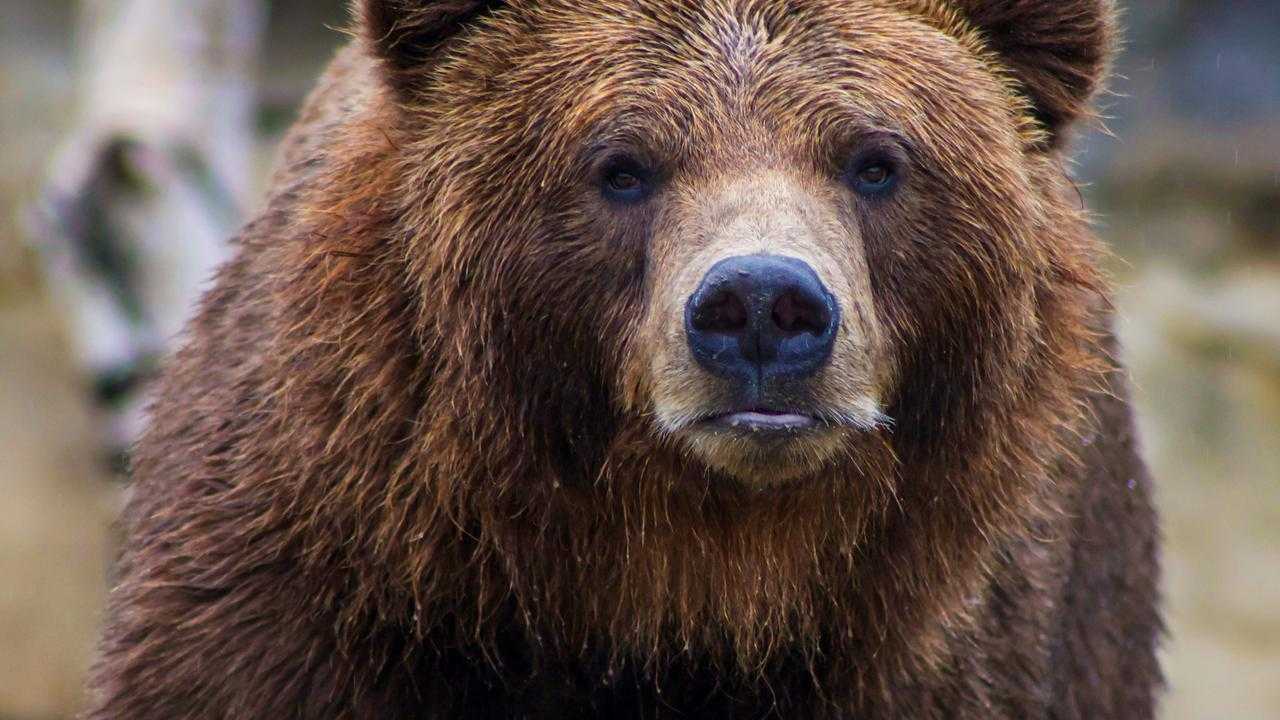 Perempuan 79 Tahun Tewas Diterkam Beruang di Jepang, Serangan Meningkat Drastis