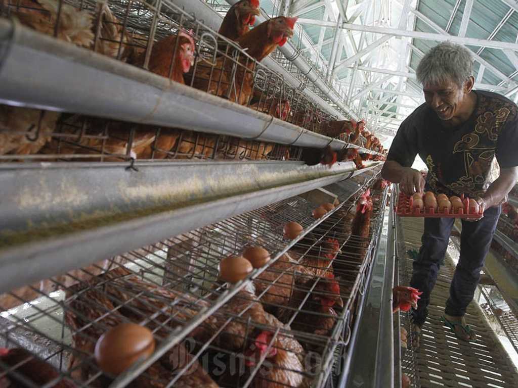 BPS: Harga Daging dan Telur Ayam Ras Kompak Naik di Ratusan Daerah