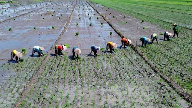 Kementerian ATR/BPN terapkan moratorium terbatas perubahan fungsi lahan sawah