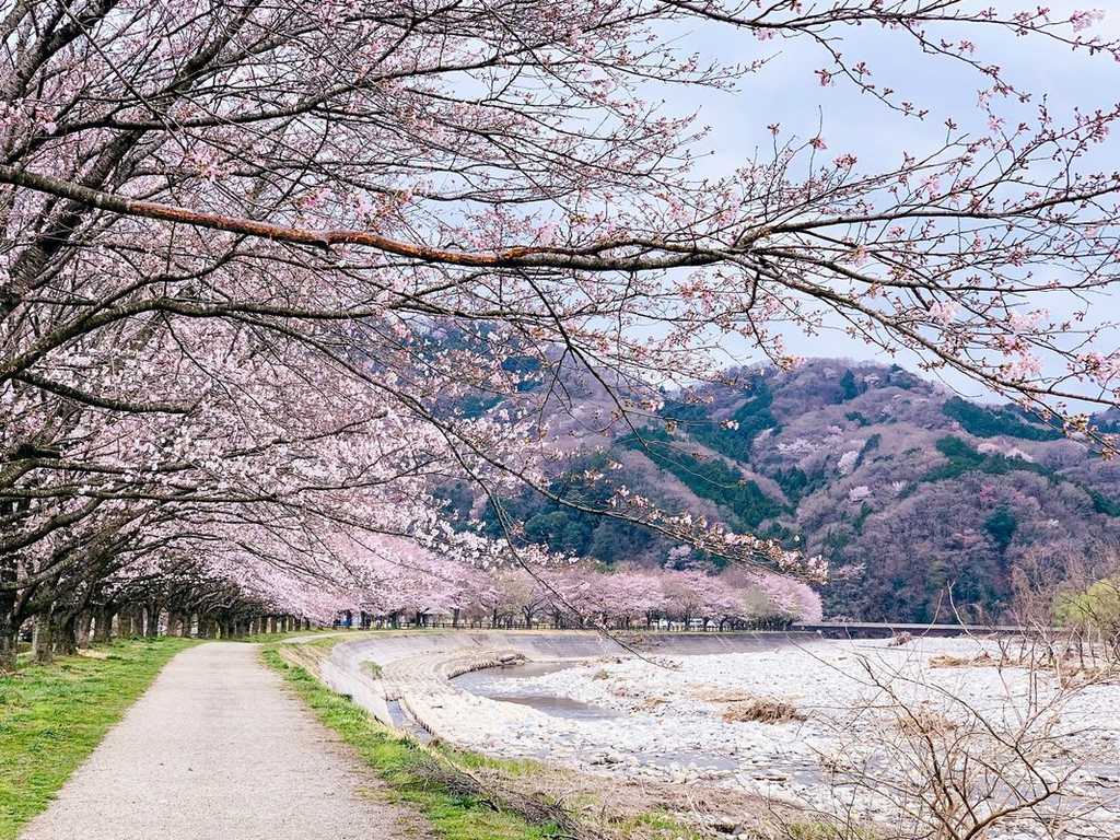 Search image article