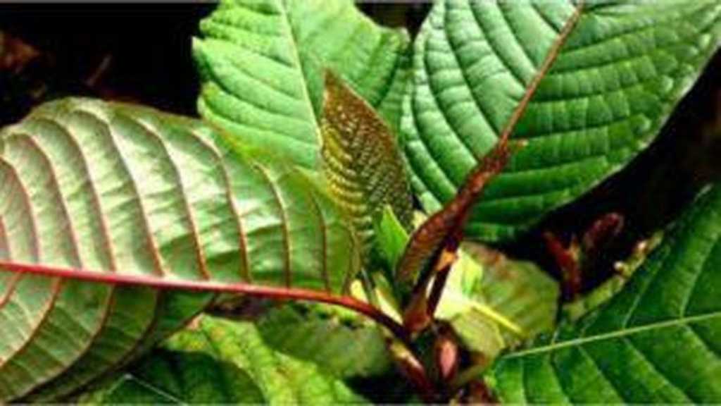 BPOM Masih Kaji Status Kratom: Obat Modern atau Psikotropika?