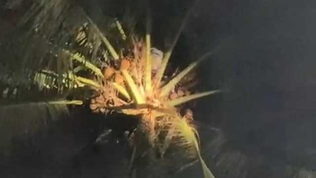 Santri Terjebak 2 Jam di Puncak Pohon Kelapa 20 Meter, Dievakuasi BPBD