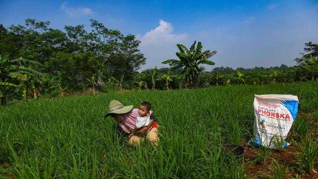 Harga Pupuk Subsidi Turun 20%, Ribuan Petani Langsung Menebus