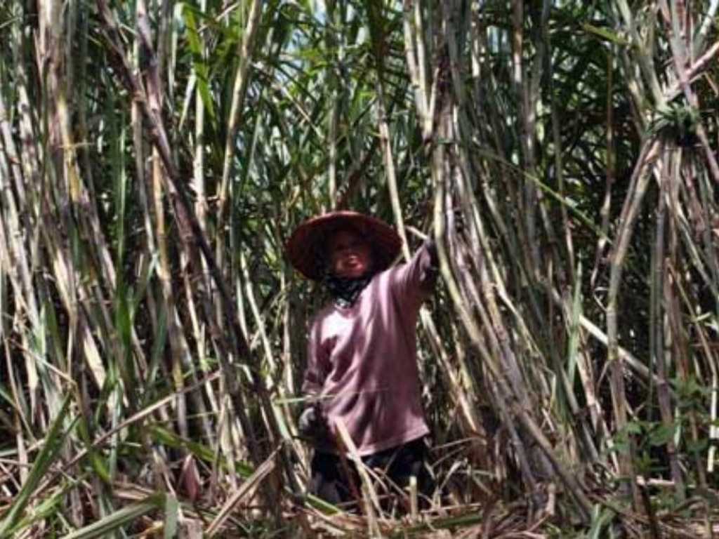 Harga Molase Petani Anjlok 60%, Industri Etanol Terancam Banjir Impor