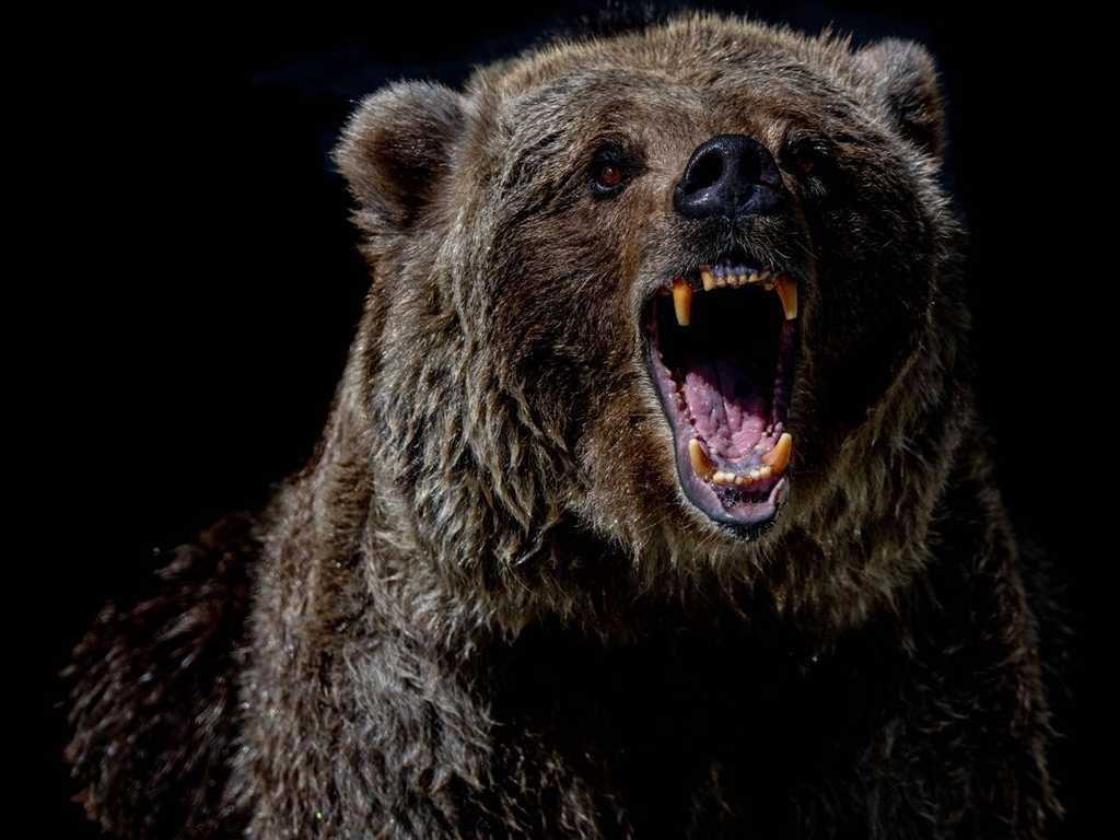 Search image article