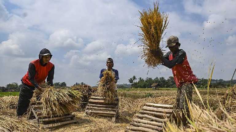 Harga gabah Indramayu turun tapi tetap di atas HPP, petani yakin bertahan tinggi