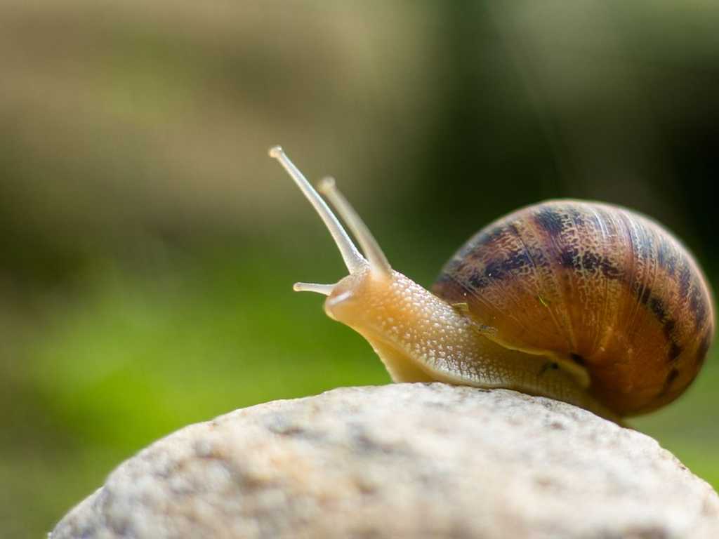 Search image article