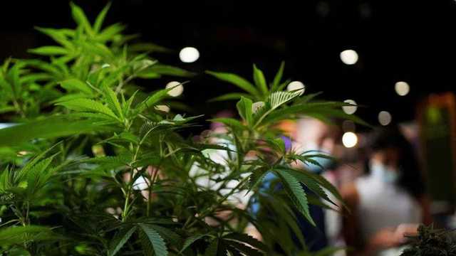 Polisi Spanyol Sita 20 Ton Ganja dari Maroko, Disembunyikan di Truk Paprika