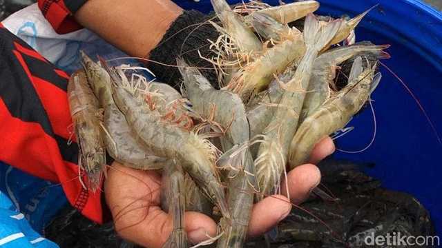 KKP Berhasil Lobi FDA, Ribuan Kontainer Udang RI Aman Masuk AS