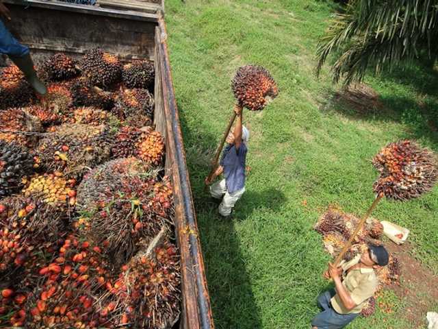 Menteri PPN: Sawit Solusi Komprehensif Ketahanan Pangan Global