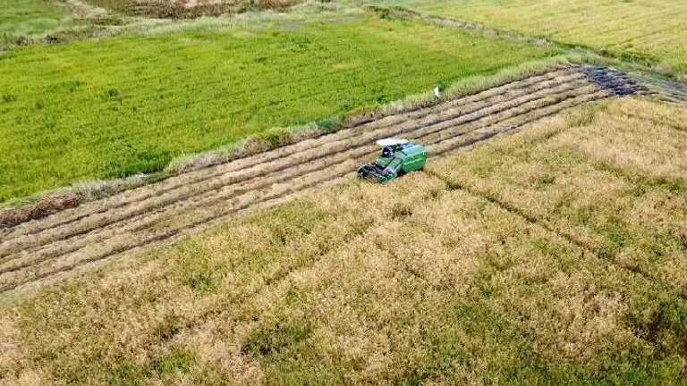 Search image article