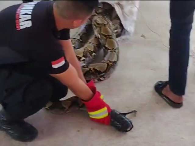 Warga Riau Geger, Ular Piton Raksasa 6 Meter Muncul Dekat Kebun