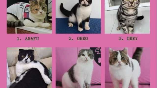 Puluhan kucing Uya Kuya dijual penjarah, bukan sekadar hilang