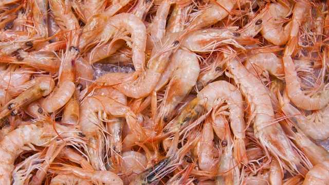 Senator AS John Kennedy Peringatkan: Udang Radioaktif Indonesia Bisa Ubah Anda Jadi Monster Alien!