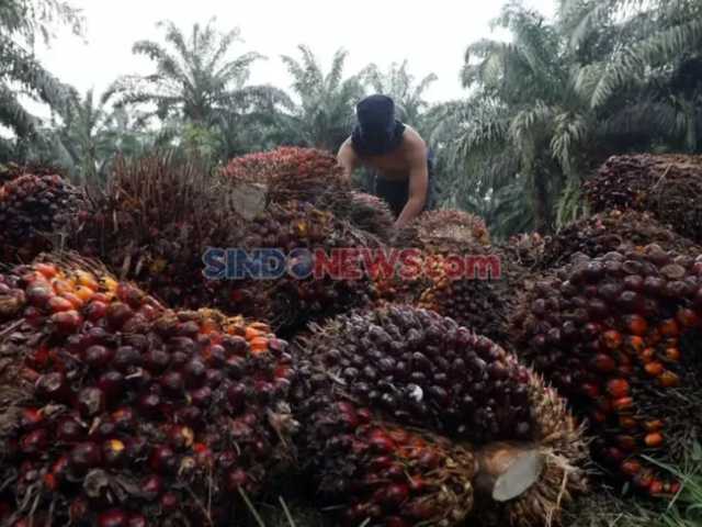 3,1 Juta Hektare Kebun Sawit Ilegal Disita, Negara Terancam Rugi Rp174 Triliun