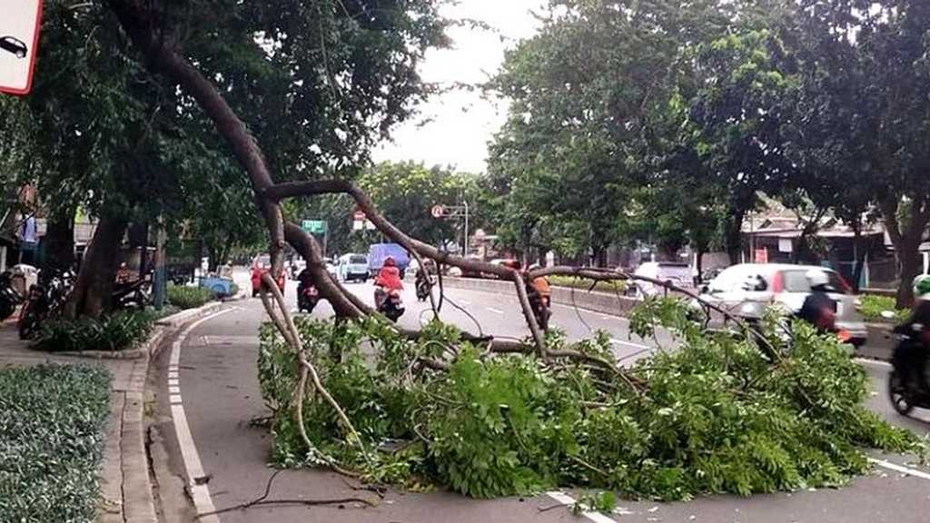 Pohon Tumbang di Pondok Indah: Pengemudi Tewas Seketika
