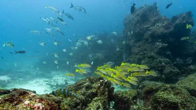 Perjanjian Laut Lepas resmi berlaku setelah ratifikasi ke-60